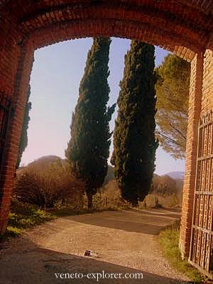 Cypress in Marostica, Veneto, Italy. Trail to the medieval times castle